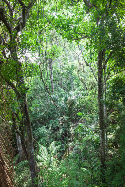 tropikalny las deszczowy (ameryka środkowa) - costa rica rainforest central america arenal volcano zdjęcia i obrazy z banku zdjęć