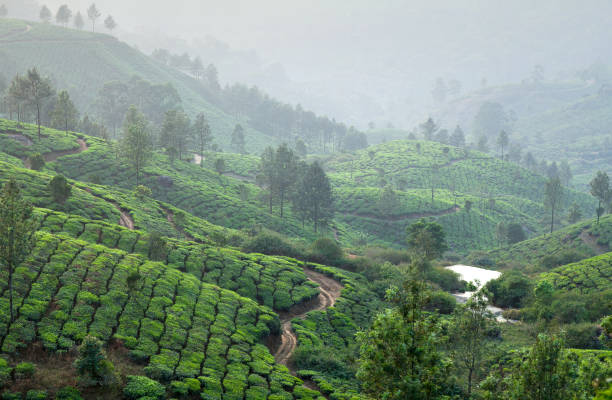 istock Tea plantations in Kerala, South India 821224492