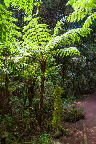 tropikalny las deszczowy (ameryka środkowa) - costa rica rainforest central america arenal volcano zdjęcia i obrazy z banku zdjęć