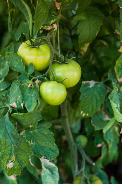 istock Rows of tomato plants growing in greenhouse 821225238