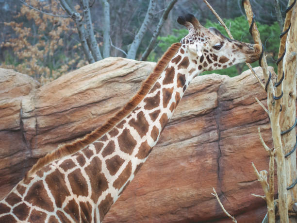 giraffe neck, giraffe drinking water from tree with brown rock and forest soft focus background