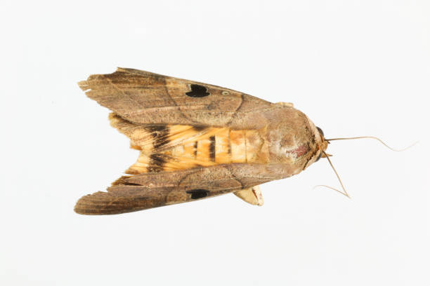 istock moth, brown, yellow and black spot on wing with white background 821231014