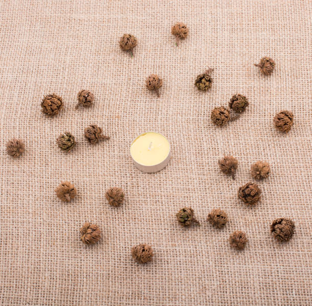 istock Plant pods, capsules with a candle in middle 821231844