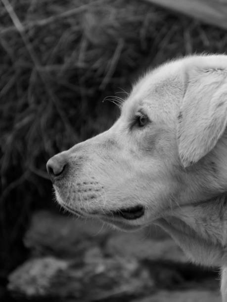istock Portrait of a labrador II 821234642