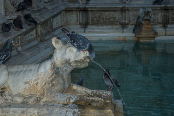 istock Pigeon drinking in Fonte Gaia 821234962
