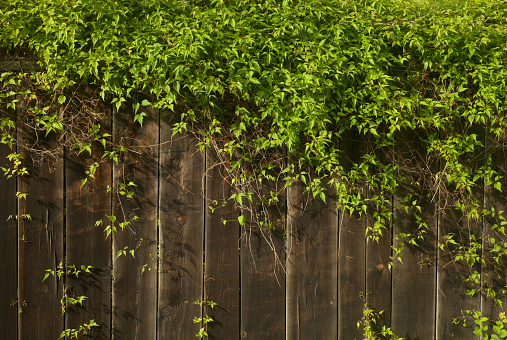 Wooden fence near a house in a village, Deep green Branches growing over a wooden fence