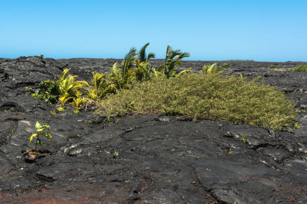 istock Kaimu Park, Big Island, Hawaii 821241816
