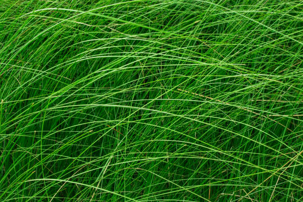 istock High green grass in a meadow. 821245500