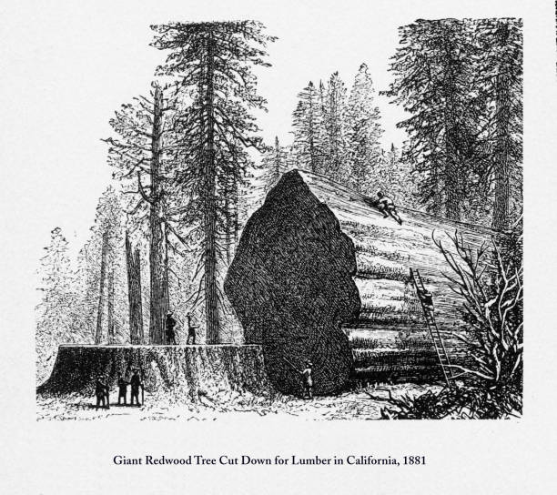 ilustraciones, imágenes clip art, dibujos animados e iconos de stock de secoya gigante árbol cortado para madera en california, 1881 - lumber industry timber tree redwood