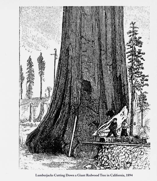 1893 カリフォルニア州の巨大な杉の木を切り倒して木こり - agricultural occupation antique old fashioned axe点のイラスト素材／クリップアート素材／マンガ素材／アイコン素材