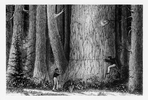 Beautifully Illustrated Antique Engraved Victorian Illustration of Lumberjacks Measuring a Giant Redwood Tree in California, 1893. Source: Original edition from my own archives. Copyright has expired on this artwork. Digitally restored.