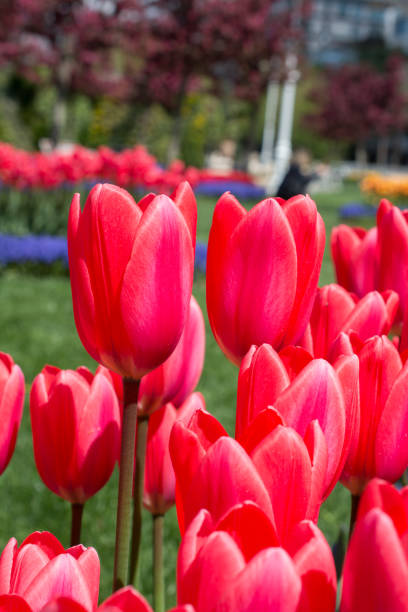 istock Pink color tulip flowers bloom 821252064