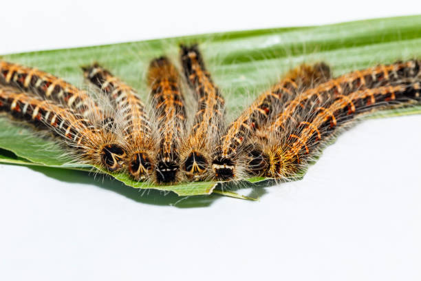 istock Black caterpillar of common duffer butterfly ( Discophota sondaica Boisduval ) resting on host plant 821252300