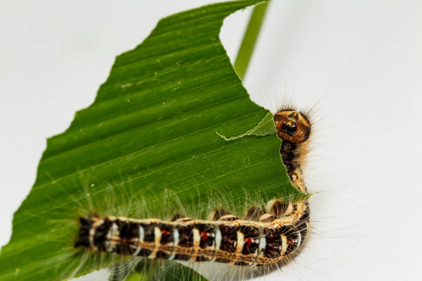 istock Black caterpillar of common duffer butterfly ( Discophota sondaica Boisduval ) resting on host plant 821254320
