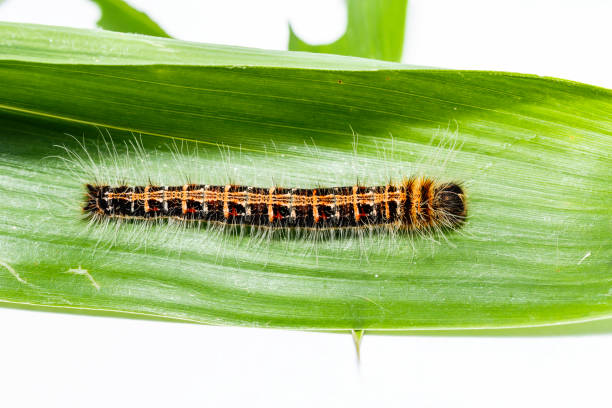 istock Black caterpillar of common duffer butterfly ( Discophota sondaica Boisduval ) resting on host plant 821254530