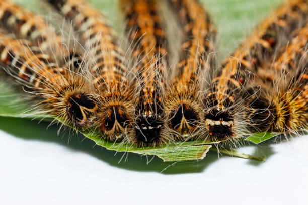 istock Black caterpillar of common duffer butterfly ( Discophota sondaica Boisduval ) resting on host plant 821254546