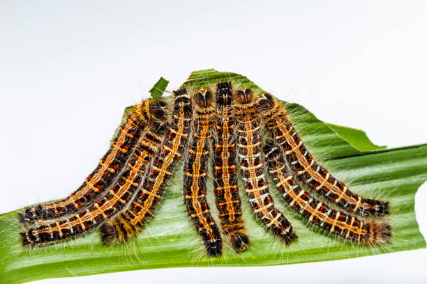 istock Black caterpillar of common duffer butterfly ( Discophota sondaica Boisduval ) resting on host plant 821254712