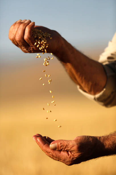 Farmer's Hands With Wheat Grains