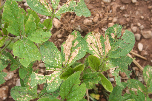 Soybean field damaged by hail