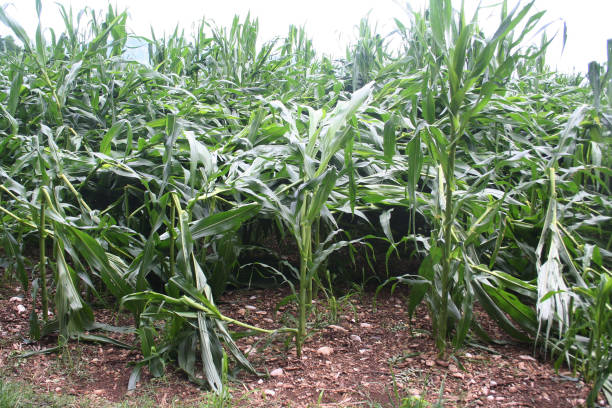 mais-feld durch wind und hagel beschädigt - crop damage stock-fotos und bilder