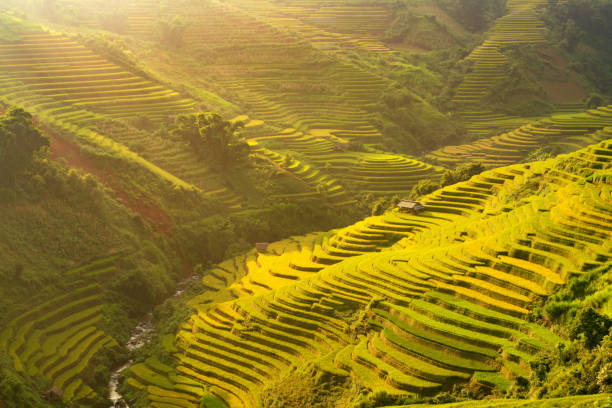 istock Agriculture rice terrace on mountain beautiful landscape 821257228