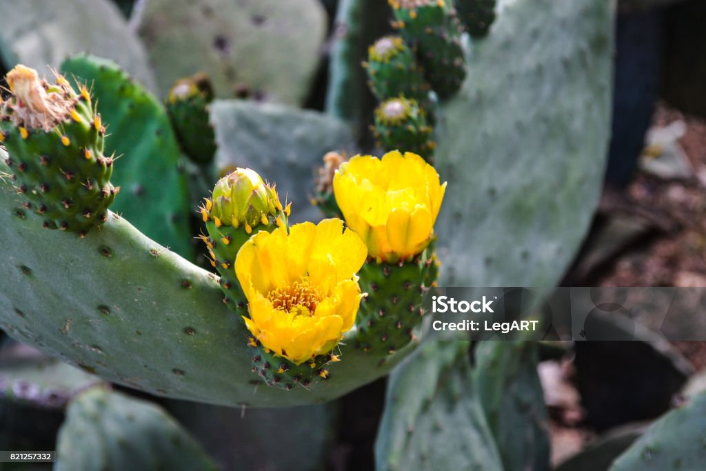 Foto de Flores Dos Cactos Grande Plano De Flor De Cacto Amarelo e mais  fotos de stock de Amarelo - iStock