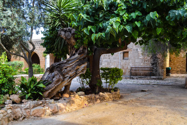 big tree in front of ayia napa monastery