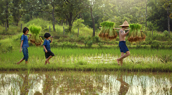 Thailand the family farmer two children are walking behind his father on the rice field.