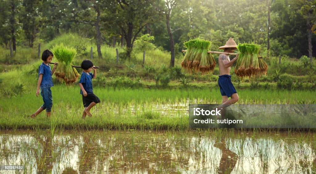 Thailand the family farmer two children are walking behind his father Thailand the family farmer two children are walking behind his father on the rice field. Thailand Stock Photo