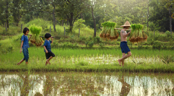 Thailand the family farmer two children are walking behind his father Thailand the family farmer two children are walking behind his father on the rice field. thailand rice field stock pictures, royalty-free photos & images