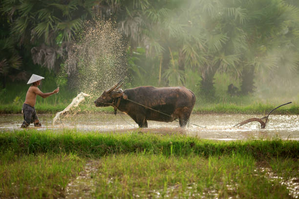 istock Thailand farmer working on field his with a Buffalo 821257472