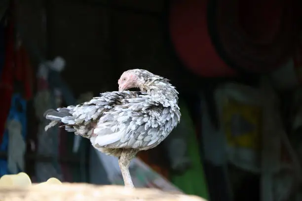 Photo of White and gray hen standing and cleaning Itself.