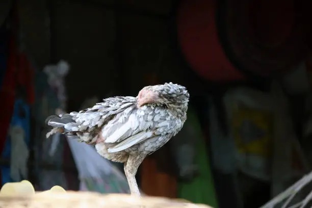 Photo of White and gray hen standing and cleaning Itself.