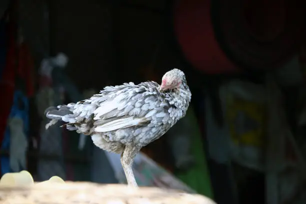 Photo of White and gray hen standing and cleaning Itself.