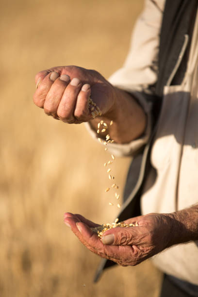 Farmer's Hands With Wheat Grains