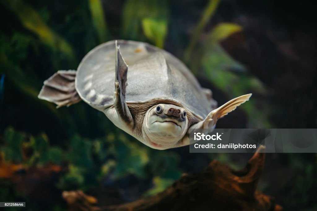 Carettochelys insculpta. Carettochelys insculpta. Pig-nosed turtle is swimming in an aquarium. Pig Stock Photo