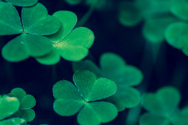 Shamrock (three leaf white clover) Shamrock or three leaf white clover against a dark woodland floor.  Image taken at Killarney National Park, Kerry, Ireland. wood sorrel stock pictures, royalty-free photos & images