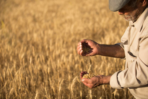 mani contadine con chicchi di grano - seed human hand wheat cereal plant foto e immagini stock