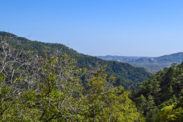 istock Forest in the Troodos Mountains. Cyprus. 821262106
