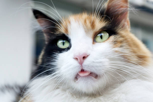 Domestic Cat Domestic cat close-up view cat sticking out tongue stock pictures, royalty-free photos & images