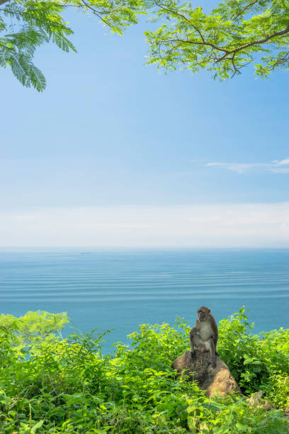 monkeys playing on the coast in Ternate A monkey climbing trees on the coast ternate stock pictures, royalty-free photos & images