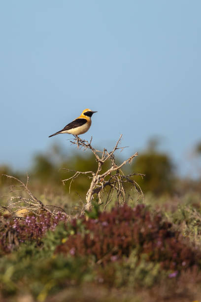 Male Black-eared Wheatear perched A male Western Black eared Wheatear (Oenanthe hispanica) perched, with blurred, natural foreground, against a pale blue sky, Andalusia, Spain oenanthe hispanica stock pictures, royalty-free photos & images