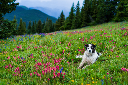 Dog in Wildflower Mountain Meadow with Explosion of Color - Landscape scenic mountain views with meadows of colorful vibrant wildflowers including Indian Paintbrush and Lupine. Aussi/Border Collie breed dog relaxing.