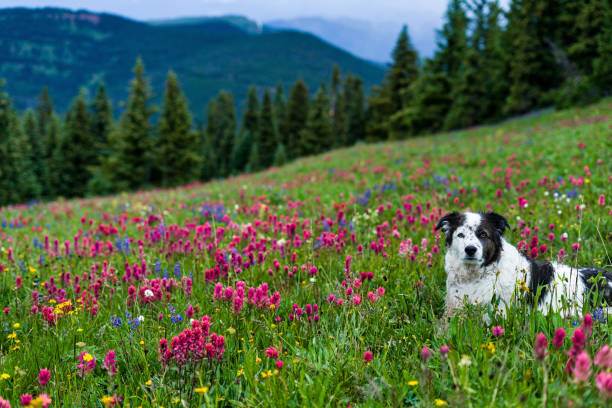 cão em wildflower mountain meadow com explosão de cores - wildflower flower colorado lupine - fotografias e filmes do acervo