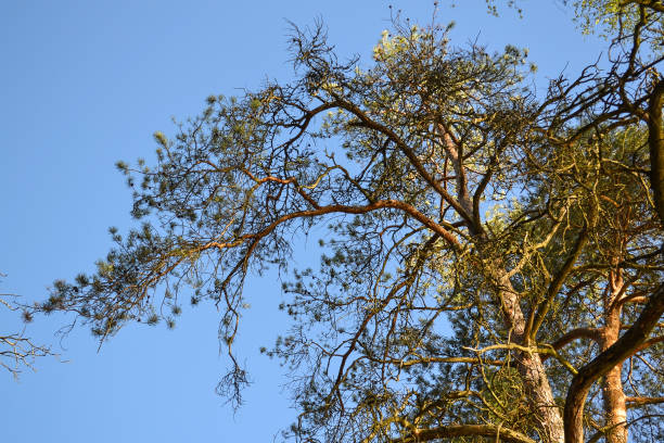 istock Big branched old pine on blue sky background 821269134