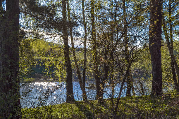 istock Forest on a sunny day. Pines on the river bank. Russia 821269182