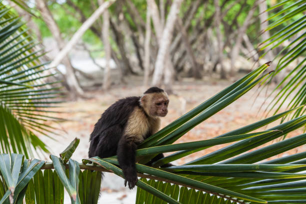 istock White-headed capuchin in Manuel Antonio National Park, Costa Rica 821269472