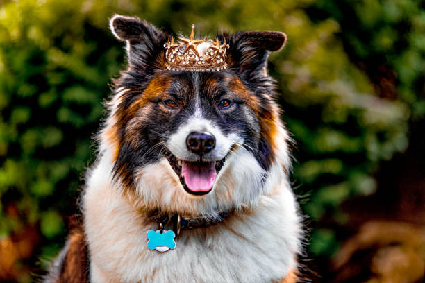 istock Dog Wears A Crown 821271722