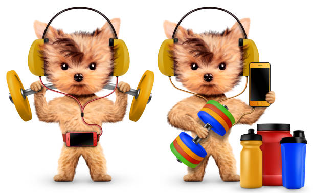 istock Dogs training with dumbbell and listening music 821274352