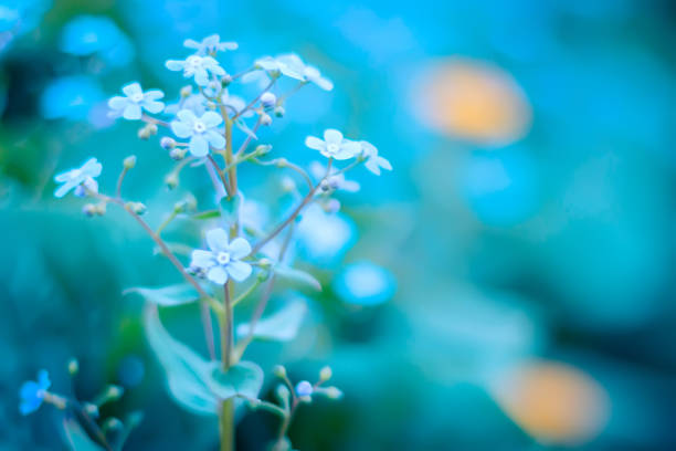 istock Blooming Veronica Officinalis flower. Shallow depth of field 821275040